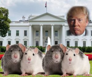 Photo of Trump and four rats in front of the White House.